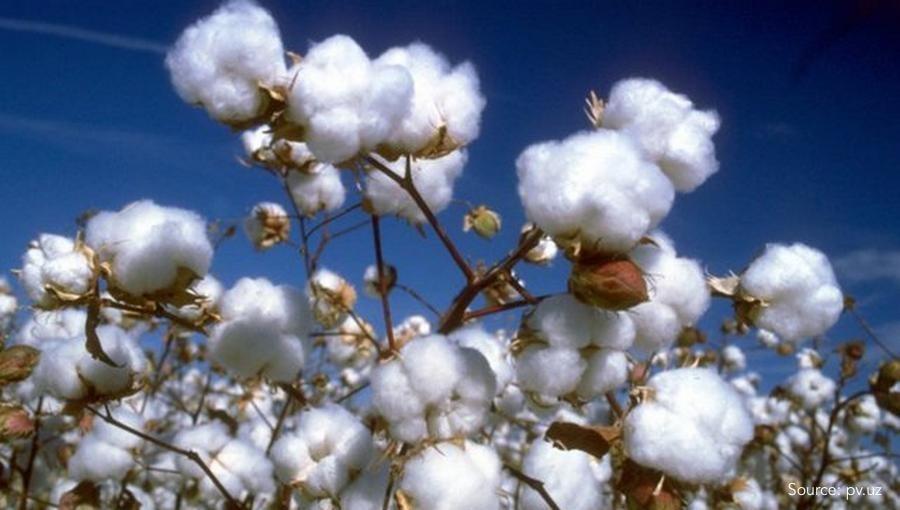 Uzbekistan Implements Changes in Cotton Industry to Stimulate Economy